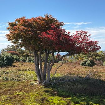 紅葉してますな（この時は心身ともに余裕）