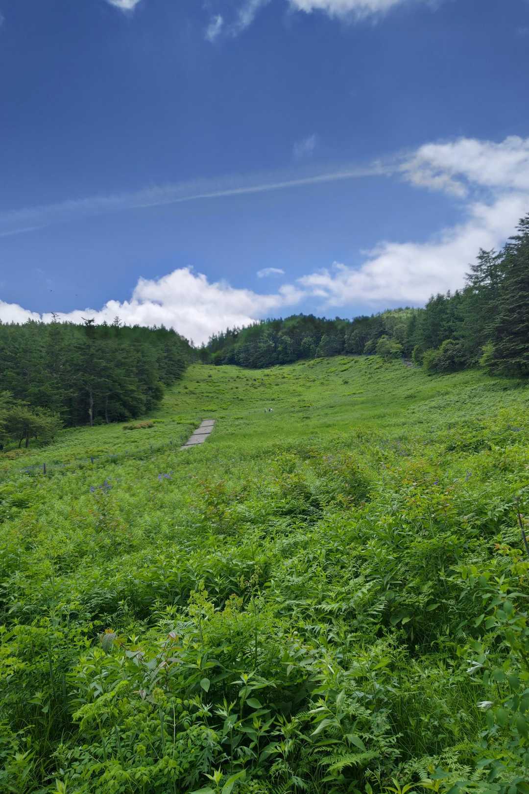 お花畑到着🌸🌼この先が入笠山