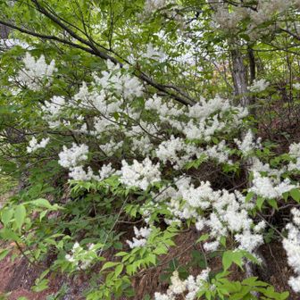 たくさんの花が咲いてて綺麗でした。