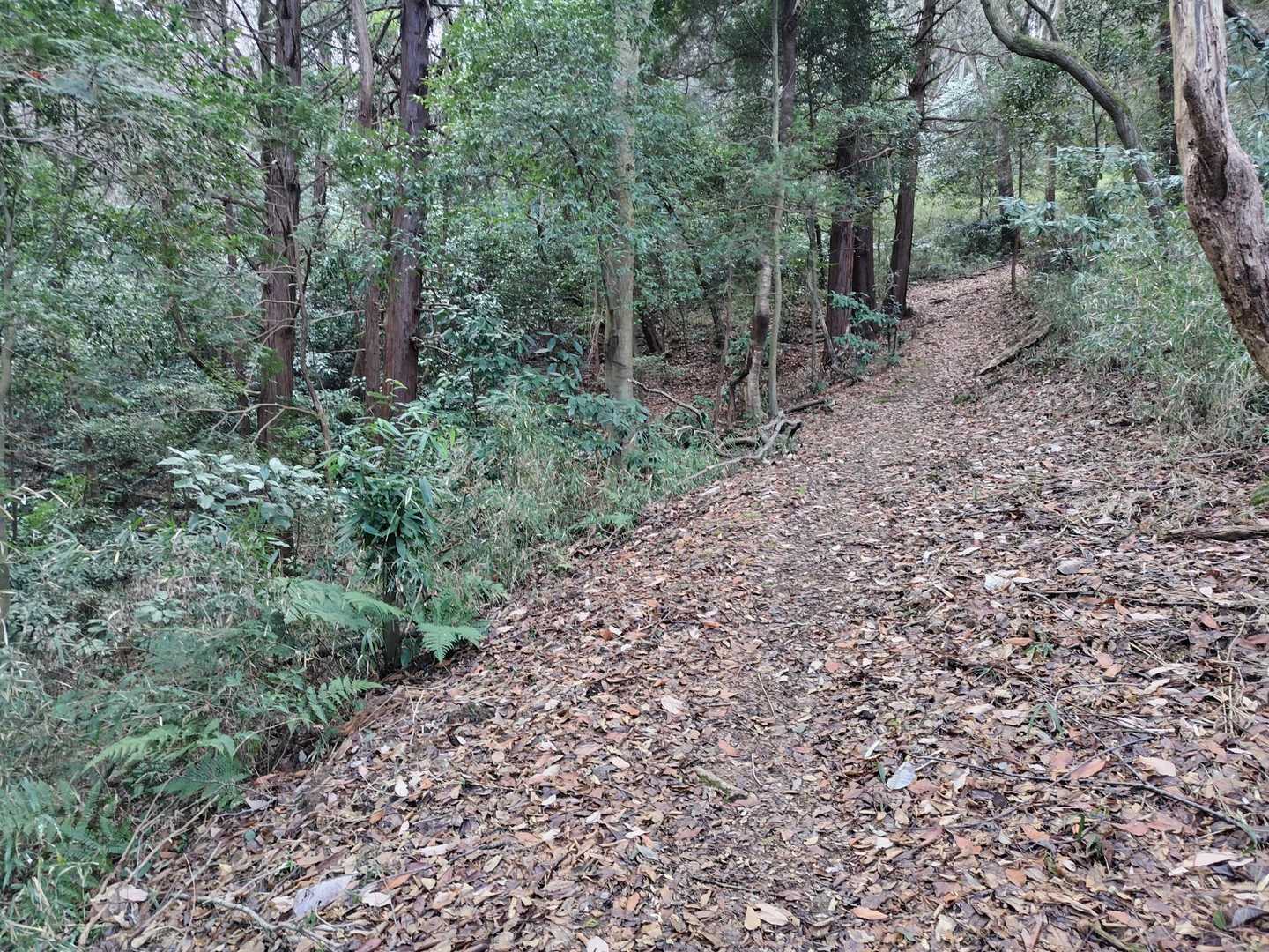 登山道　落ち葉ですべります