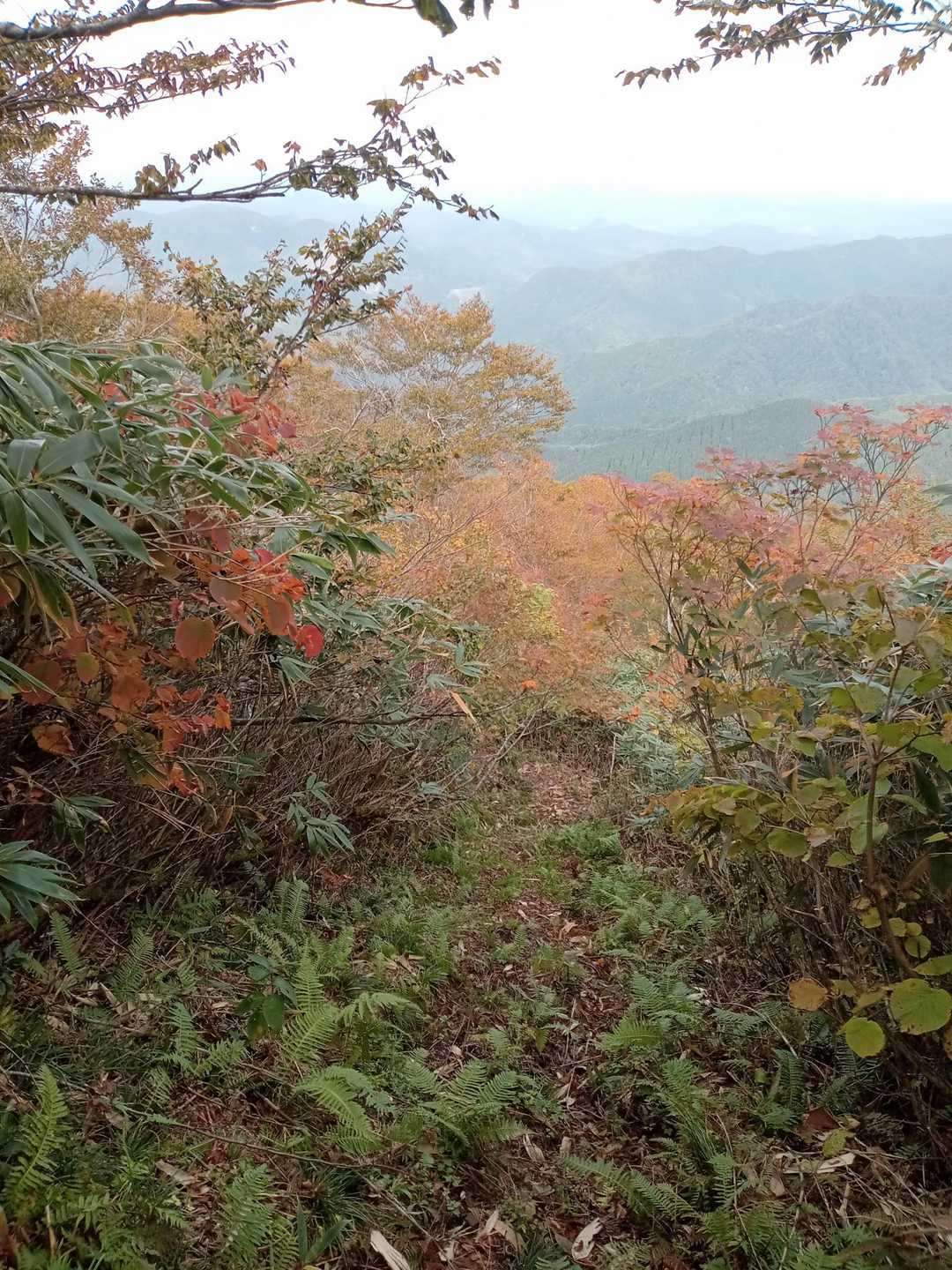 今日一番の紅葉です。