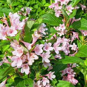 タニウツギ🌸