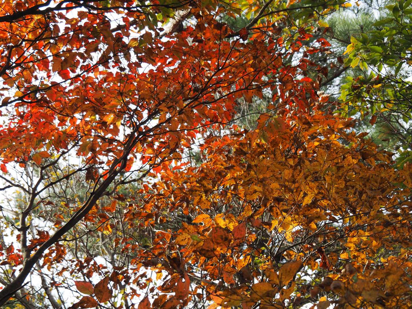 薄曇りですが時々陽射しが入って紅葉を盛り立ててくれます。✨💍✨