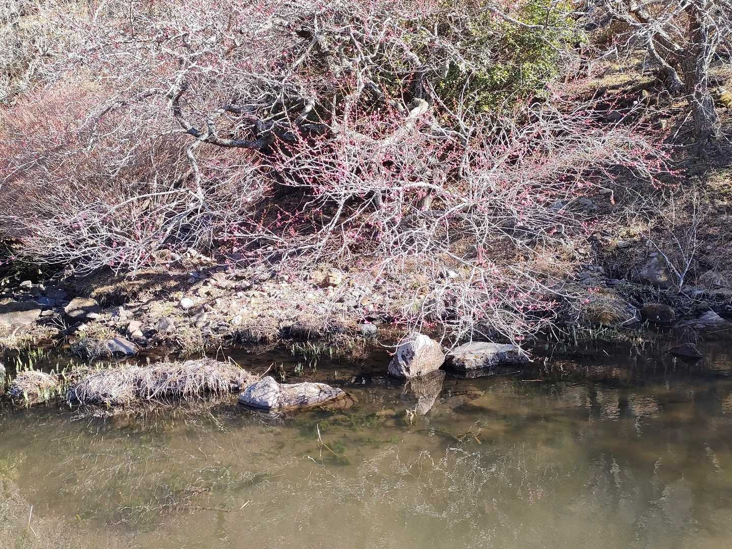 ちらほら咲いてます🏵️
