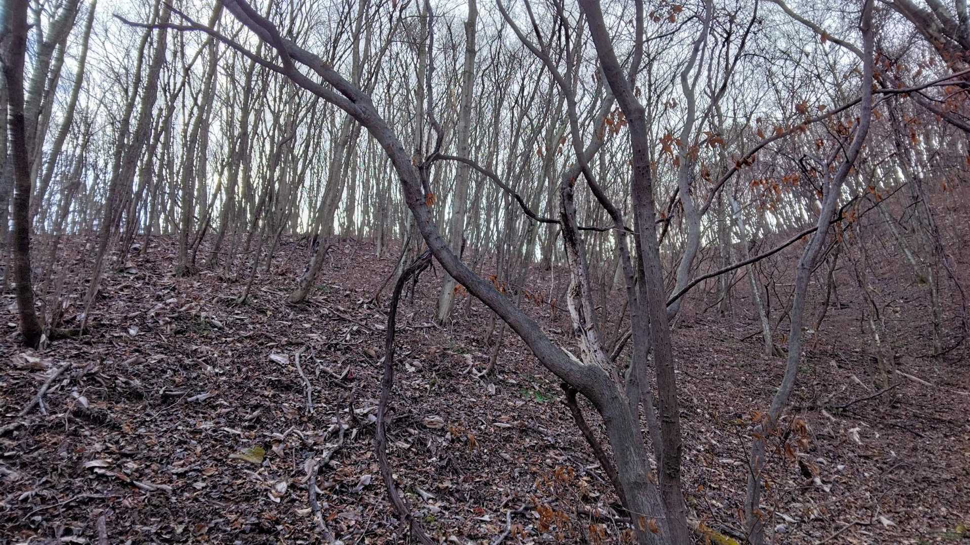 最後の急登に差し掛かると稜線が見えた！
