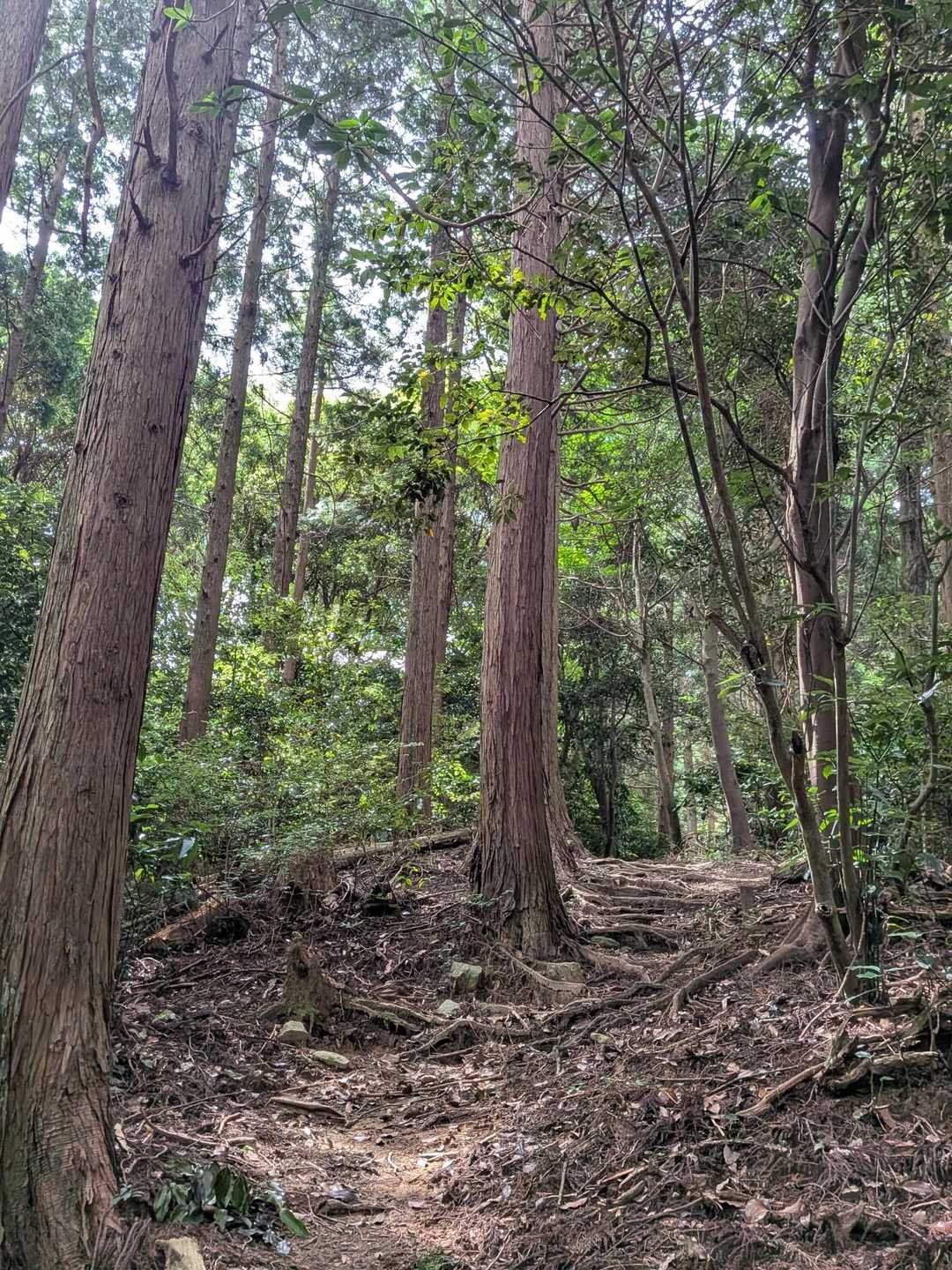 加茂ゆらりんこ橋登山口-加茂神社-真名子登山口-二丈岳-筑 縦走コースの写真