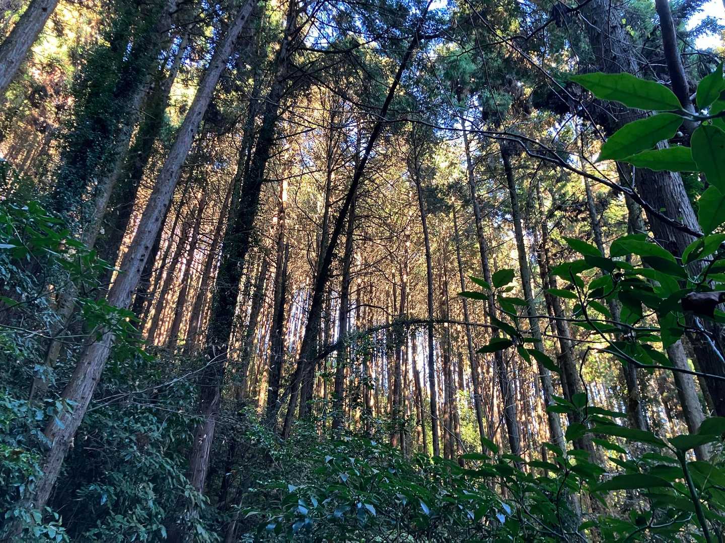 晴れてきました！
杉に囲まれて登山口からは暗めですが
上がれば明るくなりそうな気配‼️