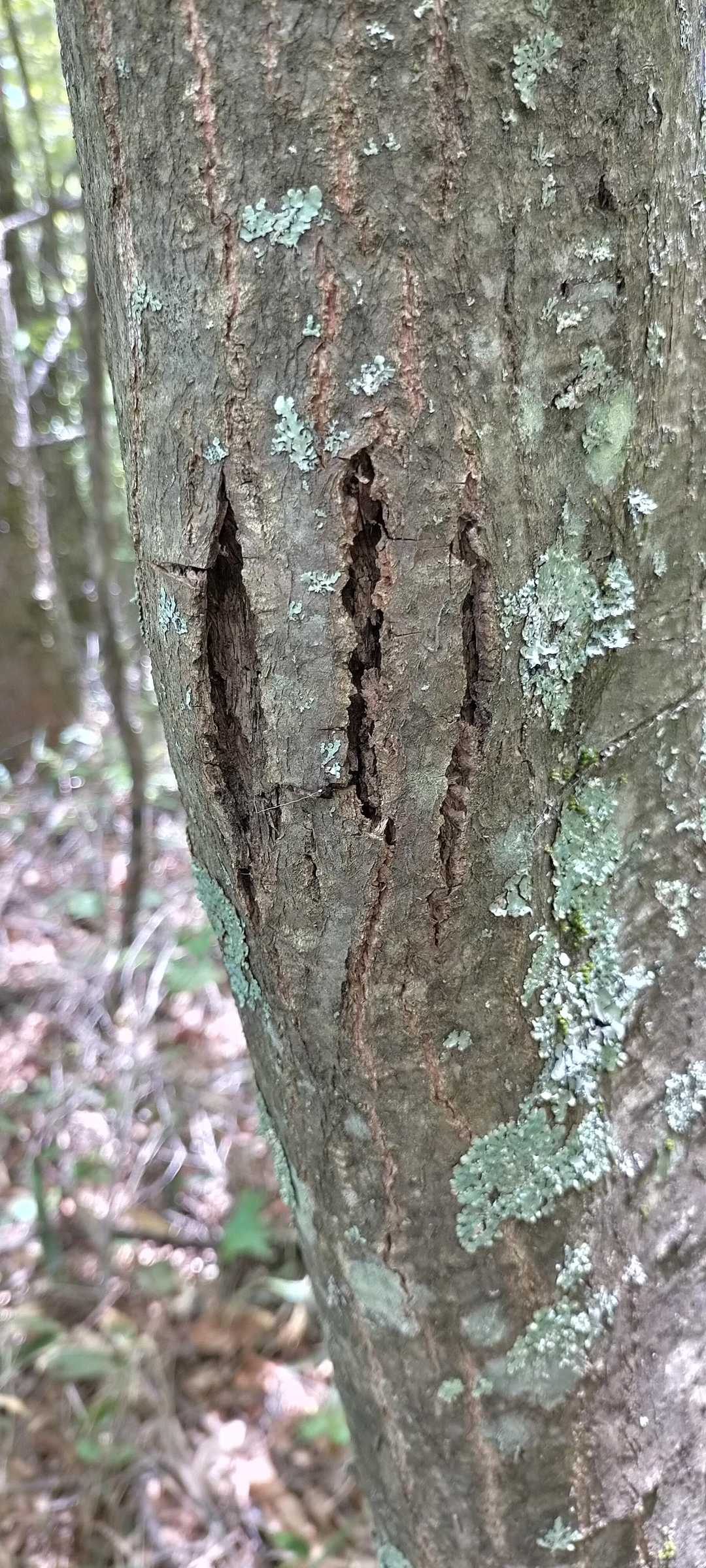熊の爪痕
この木はどんぐり。
