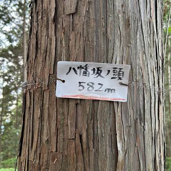 八幡坂ノ頭⛰️
帰りは大嫌いなカミナリが一回ゴロゴロ言ったので慌てて帰りました😅
その一回だけであとは晴れてきて無事に下山です！
おつかれ山でした⛰️