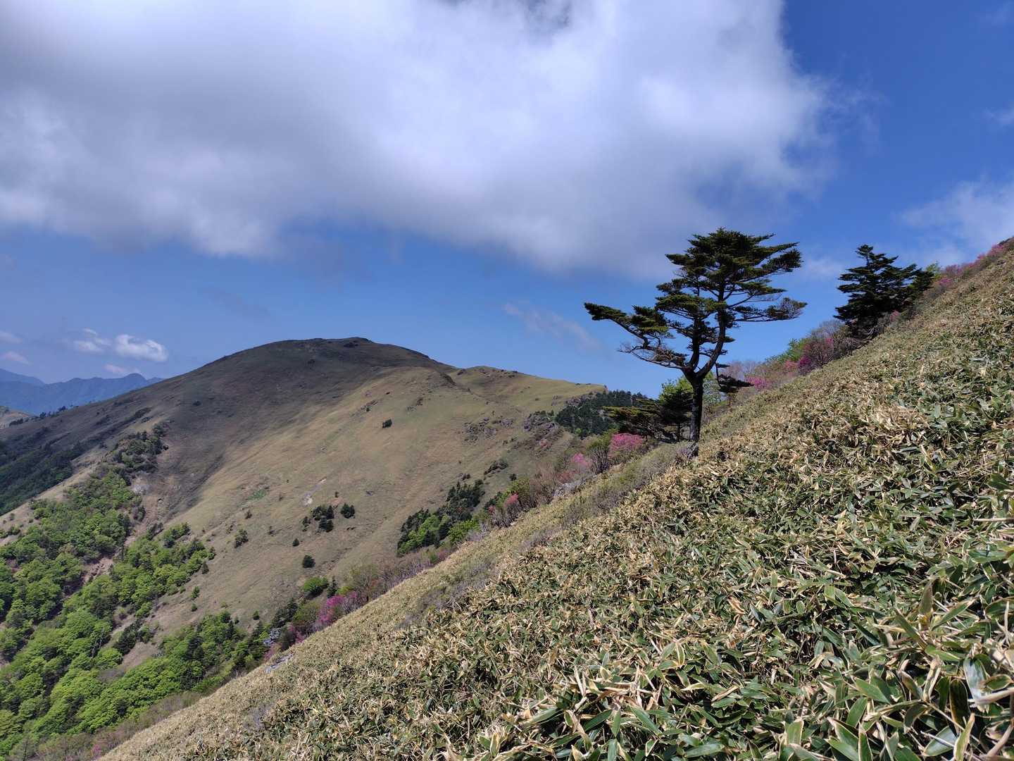 大永山トンネル口-大坂屋敷越-獅子舞の鼻-ちち山 往復コースの写真