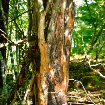 無残な姿のマユミの木
根本から2 mぐらいの高さまで齧られまくり
毒草のトリカブトは残して他の下草もきれいに食べられています　

ケモノの気配濃厚です