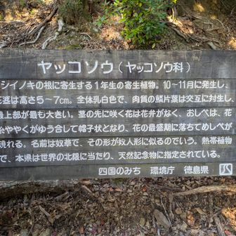 熱帯植物で世界の北限らしいです
つまり本州では咲いてないようだ