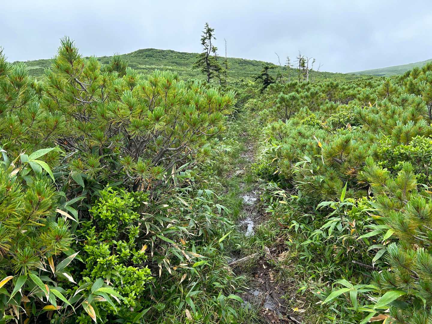 泥濘む登山道
