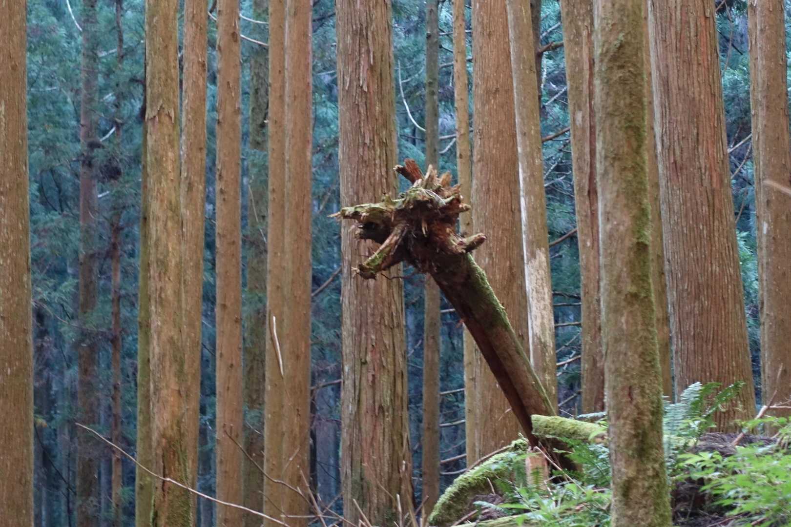 グワーッて叫ぶロバ!?
