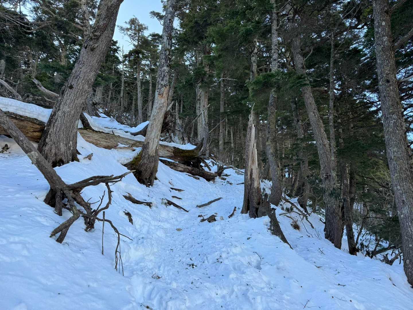 前白根山 往復コースの写真