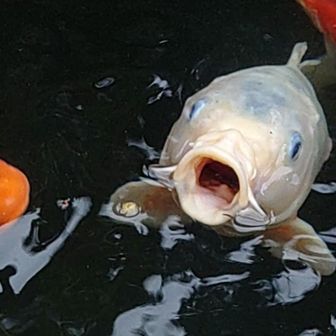 やはり
ちょうど良いと
考えさせられる
大きさなのである。