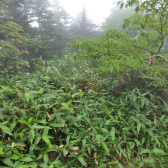 白砂山に続く稜線：ピンクテープはあるが笹藪はなかなか深い