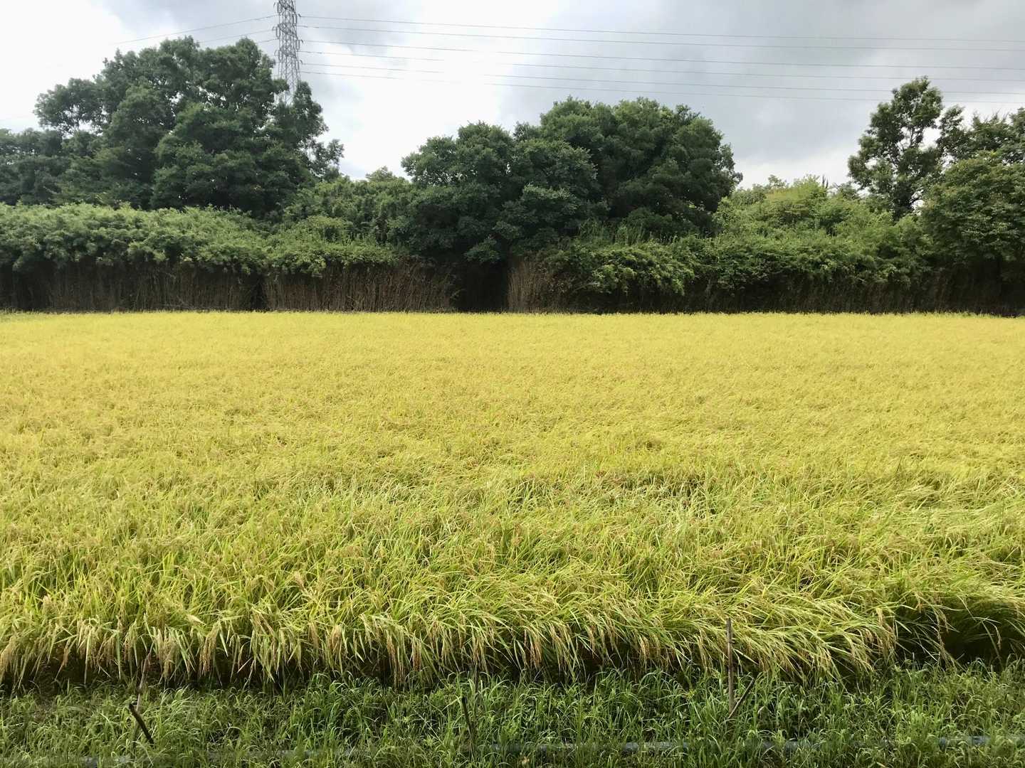 ただいま！　稲刈りの季節になりましたね🌾
