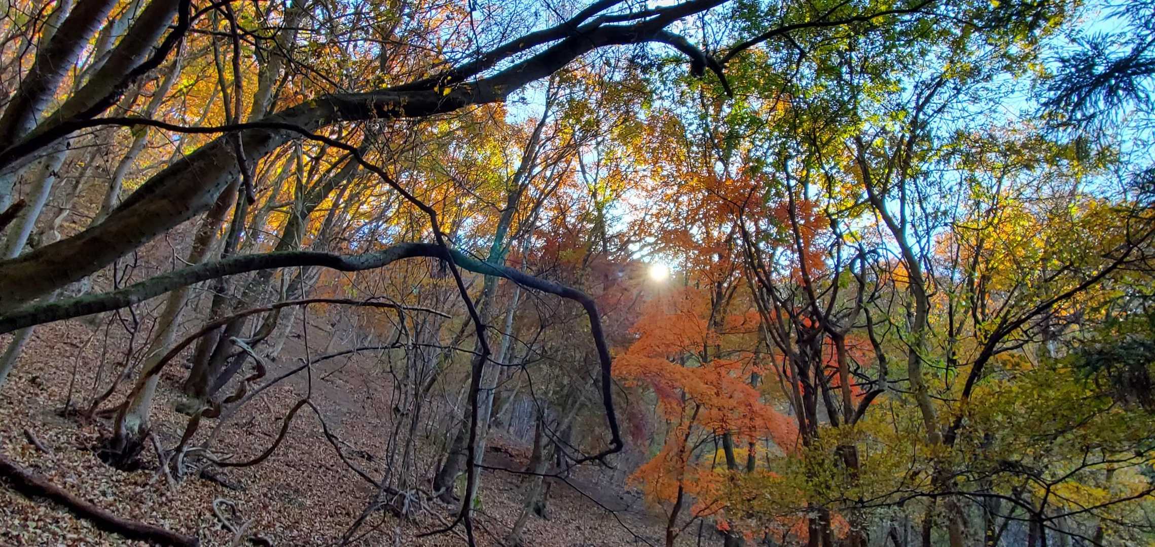 天狗峠-四ッ又山-マメガタ峠 周回コースの写真