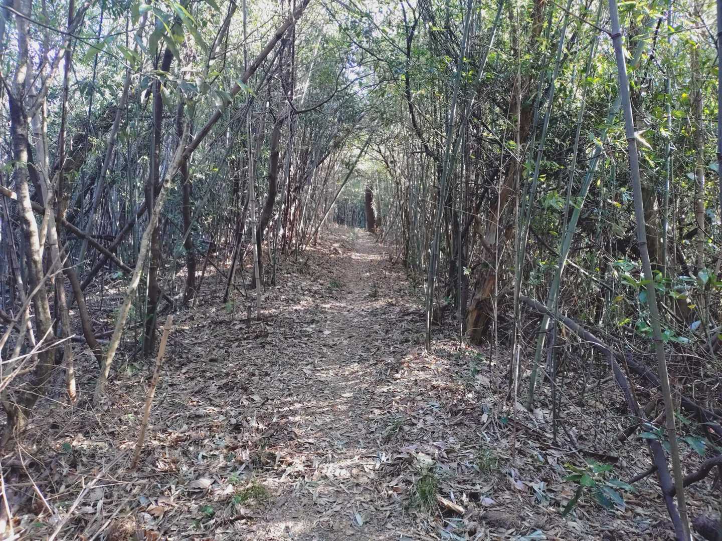 竹林現れる