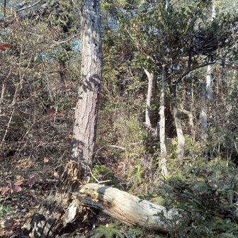 倒木。