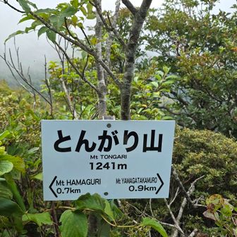 とんがり山！
1241ｍ！
