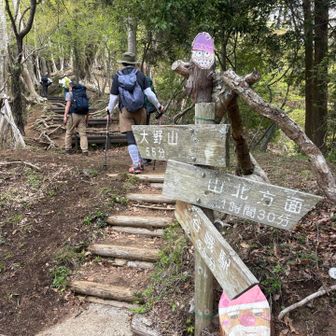 大野山お花見ハイキング🌸 / みっちゃんの登山データ | YAMAP / ヤマップ