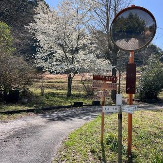 1時間ほどのロードで房州アルプス登山口。
桜が咲いてて、春らしい場所。
蕎麦屋は、車が5台ほどあるから賑わっている。
蕎麦で800円かあ。
恋人がどうしても食べたい❗️
と言って来たら行くかもしれない。
妄想と現実を行ったり来たり。