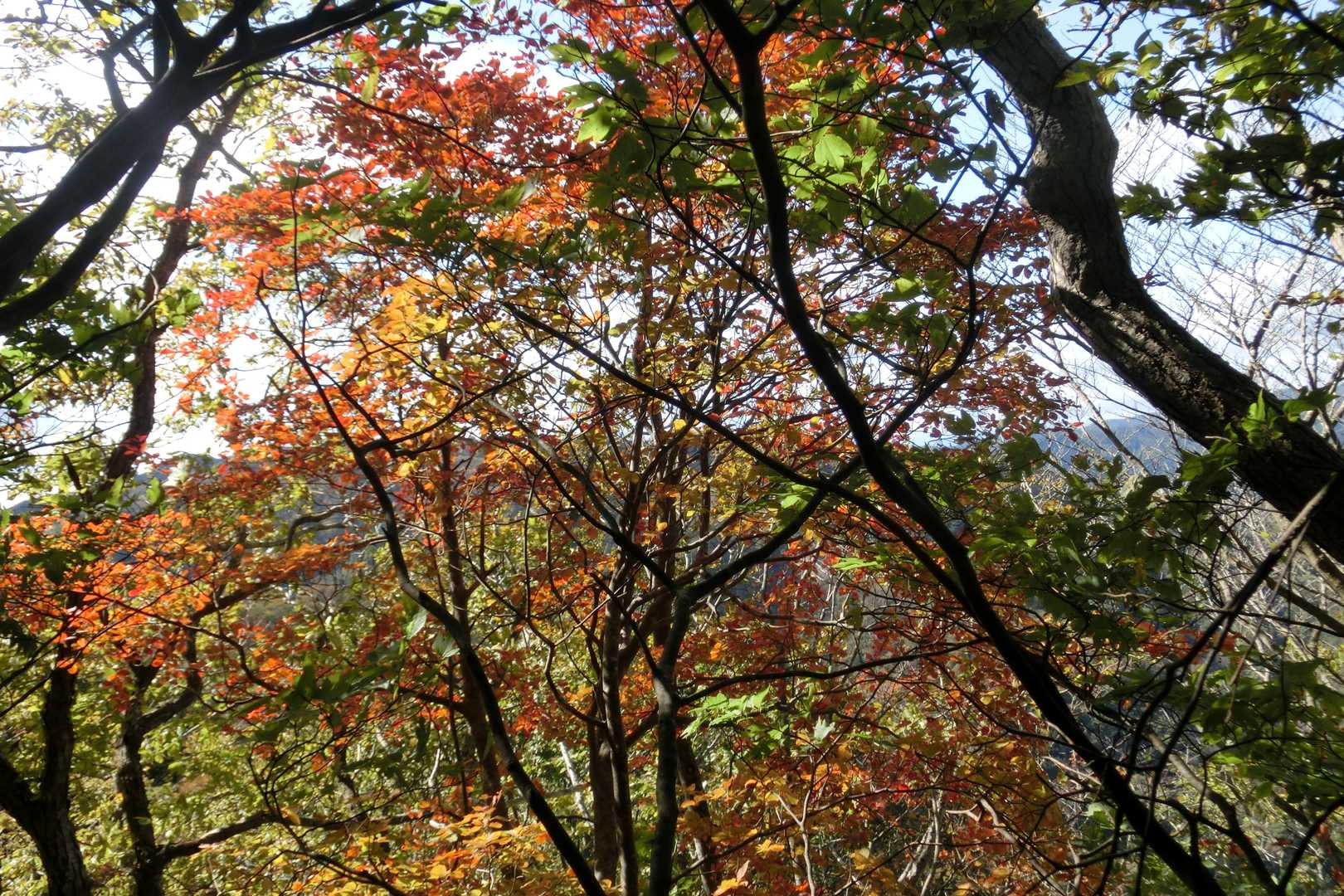 貝月散歩道入口-貝月山 往復コースの写真