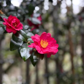 椿じゃなく山茶花？