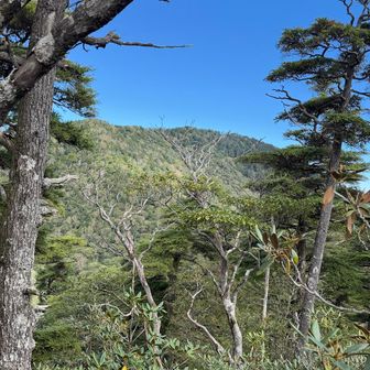 前飛龍山頂からあと少し(40分)の飛龍山が見え、後ろ髪を引かれながら下山を開始する。これ以上無理をしても良いことが無いとの判断です。