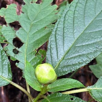 これがツボミだから、タマアジサイなのかな？