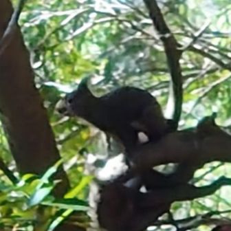 小さく写っていたのでアップにしてみた。何の種類のリスだろう？