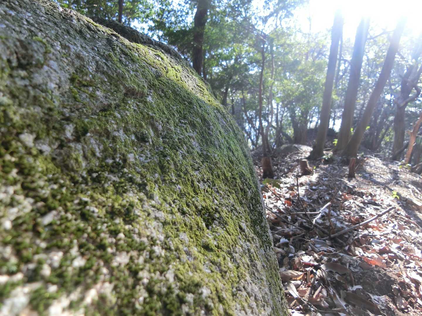 苔むした岩、大好きです
