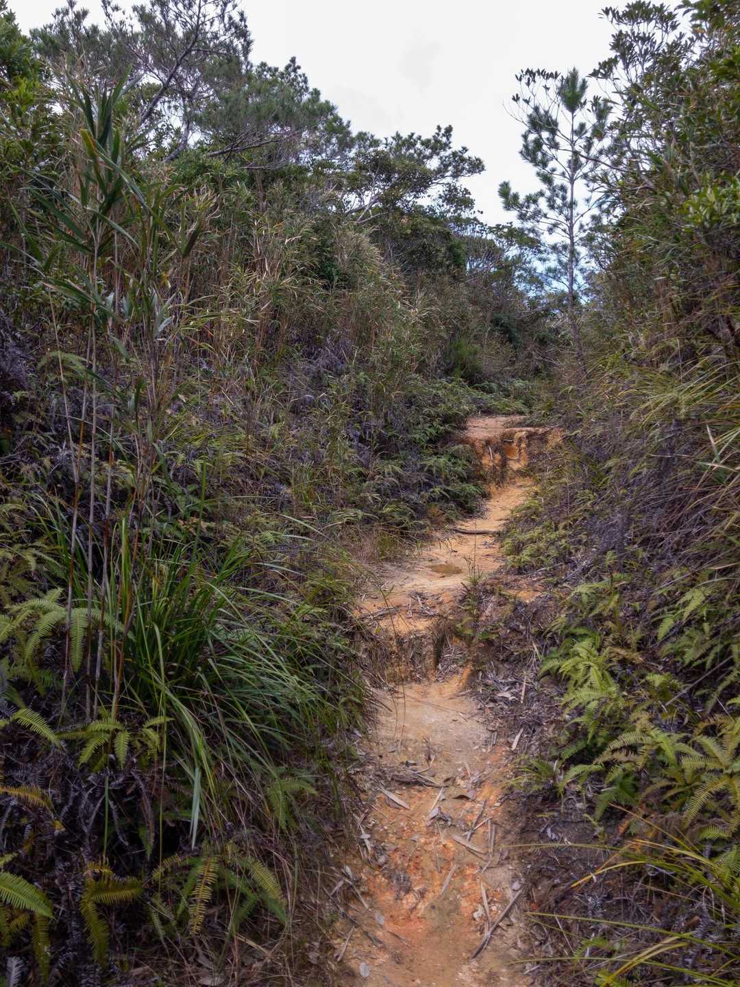 滑りやすい赤土の⛰️道