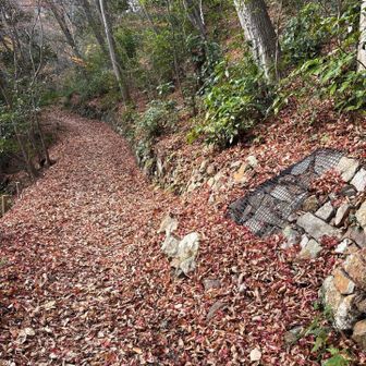 道が真っ赤に燃えてます🍁