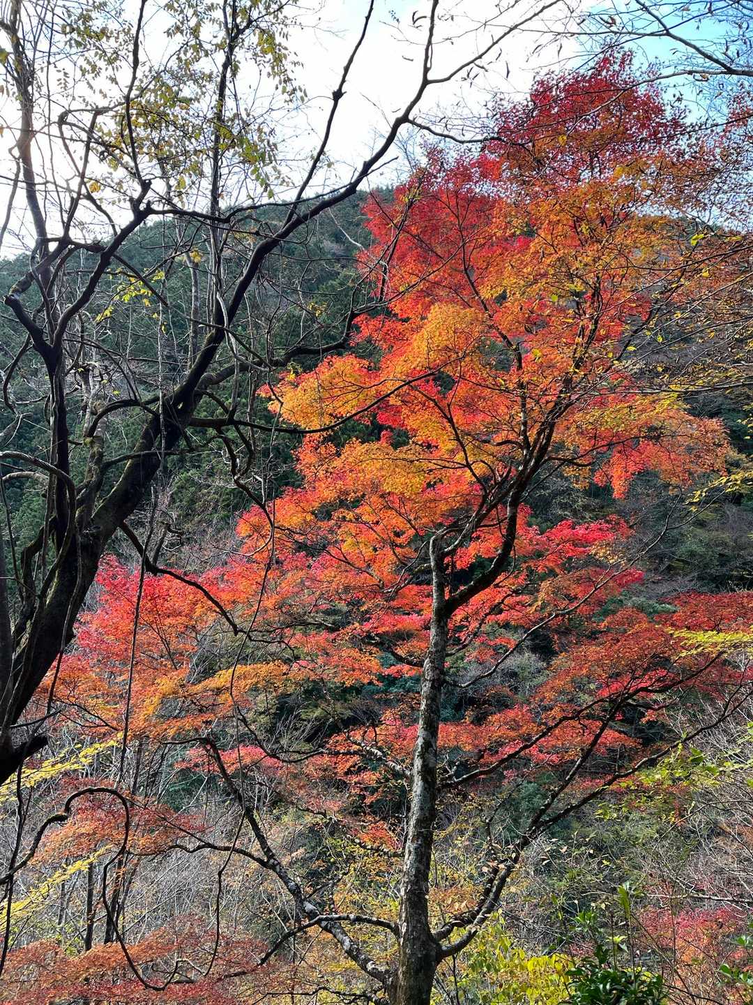 蓮ダムからマナコ谷登山口まで、紅葉がいい感じです🍁