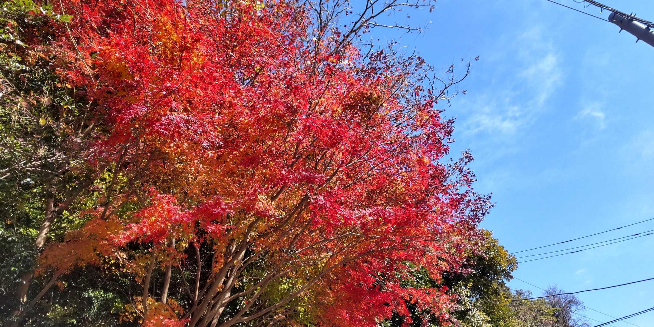 凄い紅葉🍁
まだこんなにキレイだとは思ってなかった☺️