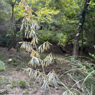 タケニグサのお花が咲いています