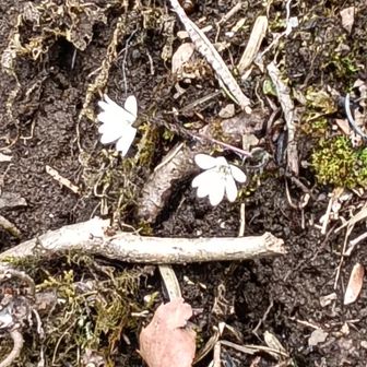 ジグザグの急な下り道に雪割草がたくさん咲いています。