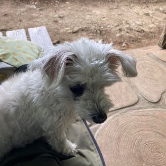 ユーザーくるる