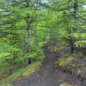 最初は樹林帯