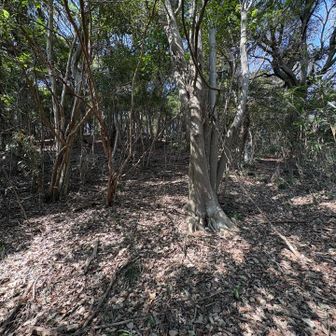 笹藪を抜けると山頂付近が見えて来ました
でも超急斜面です