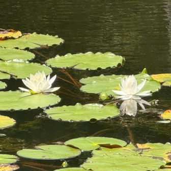 ちらほら蓮の花が咲いてくれていました。　時折吹く風も気持ちよかった。