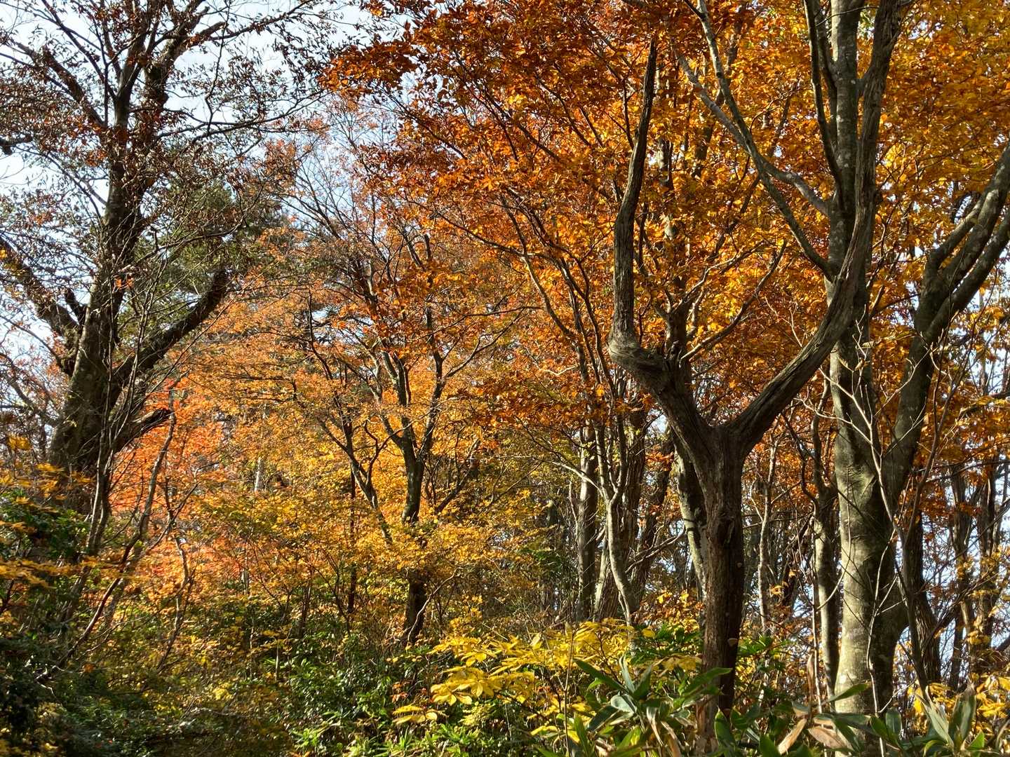 八乙女山五合目登山口-八乙女山-栃原峠-大寺山 往復コースの写真