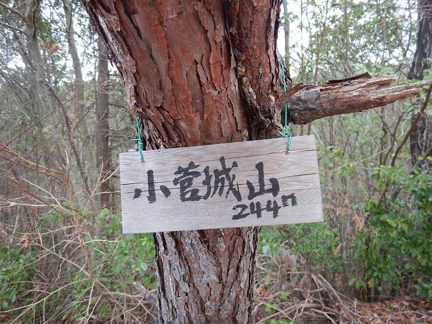 松の植樹とベンチありました
ちゃんとキレイにしていただいてます