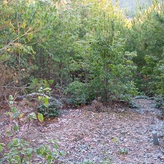 愛宕山の山頂から深山に向かいます