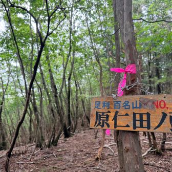 登山道は終始アップダウンの繰り返し。
キツくて五竜の遠見尾根を思い出すほど😇