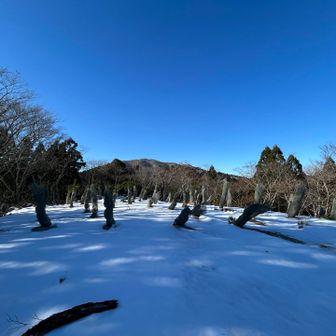 前山の標識は見つけられなかったけど、植樹した気がたくさんたってる平らな山頂