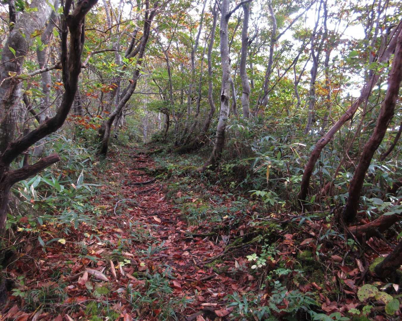 
緩やかな樹林を過ぎると...